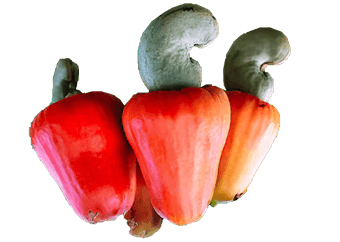 Cashew