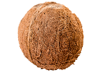 Coconut
