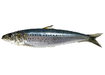 Sardine