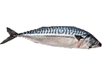 Mackerel (Titus)