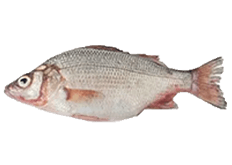 Croaker (White)