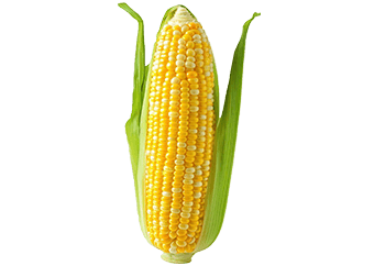 Maize
