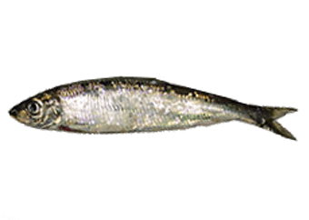 Shawa (Herring)