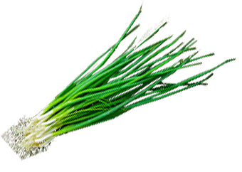 Spring Onion
