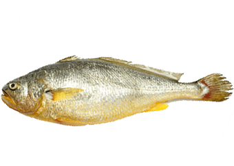 Croaker (Yellow)