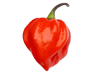 Habanero (Rodo/Ose Oyibo)